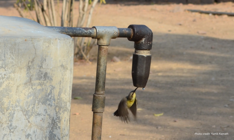 Hummingbird seeking water from a tap which only has one drop of water showcasing water scarcity