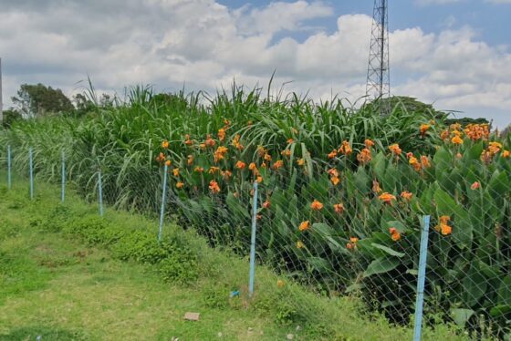 Green plants with orange flowers showing the wetland